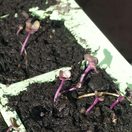 Plant image Brassica oleracea var. rubra (Capitata Group)