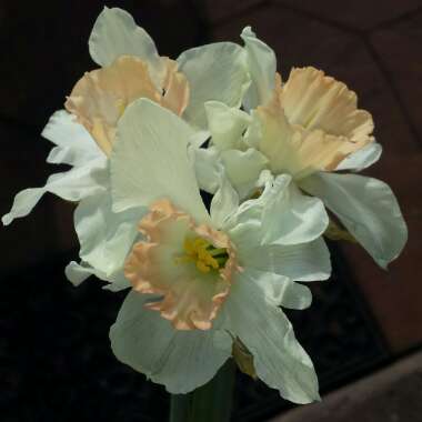 Narcissus 'British Gamble'