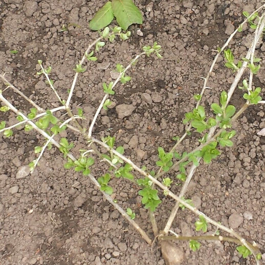 plant image 671008