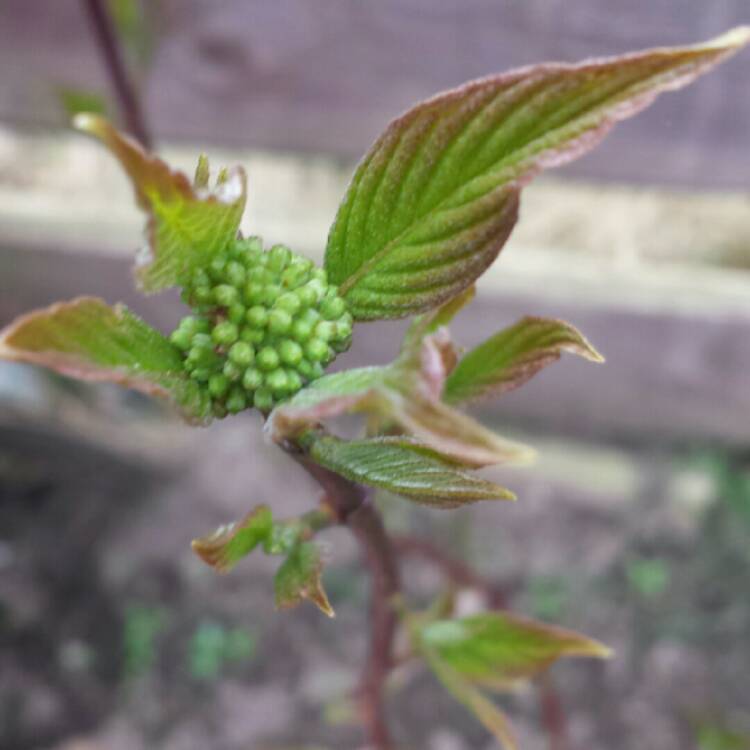 Plant image Cornus alba 'Sibirica'