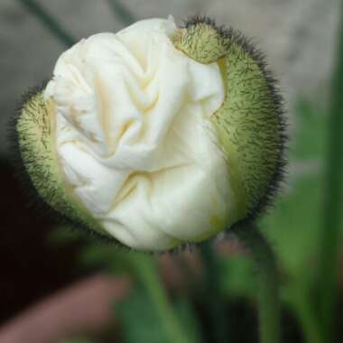 Papaver nudicaule 'Champagne Bubbles White' (Champagne Bubbles Group)