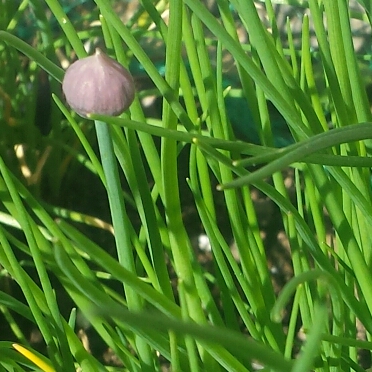 Allium schoenoprasum