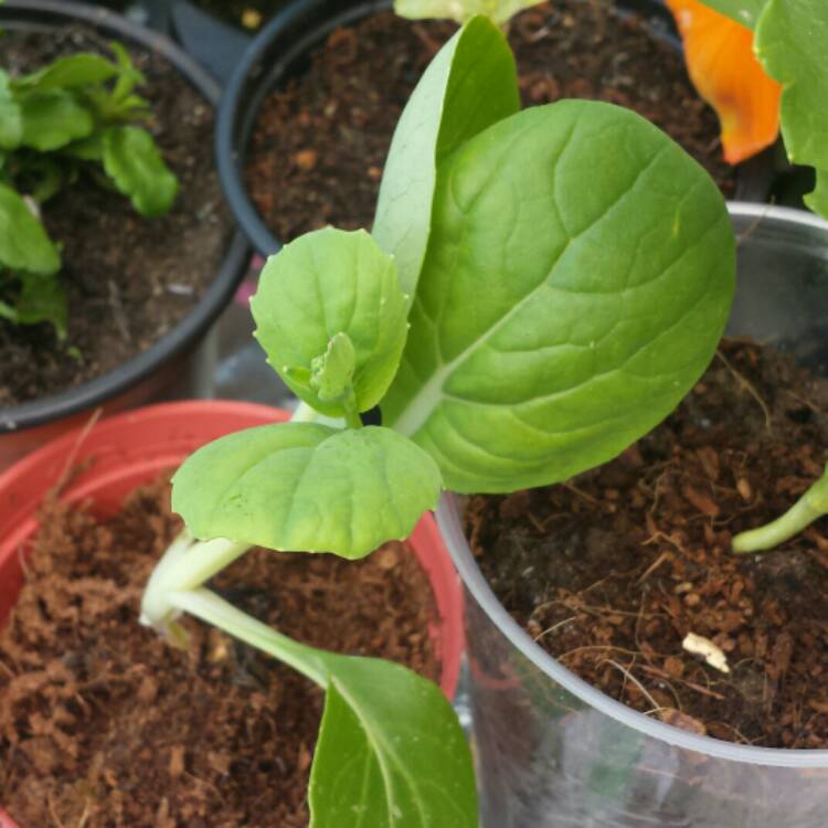 Plant image Brassica oleracea (Capitata Group) 'Golden Acre'