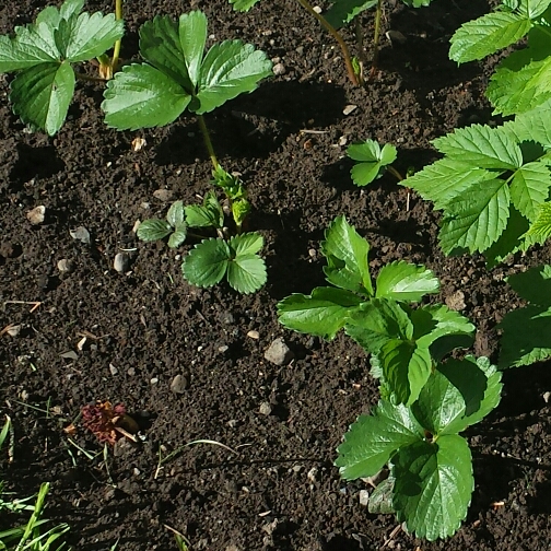 plant image 697057