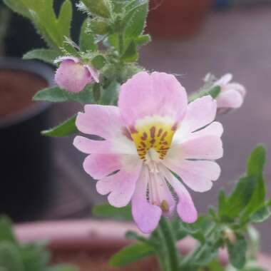 Schizanthus x wisetonensis