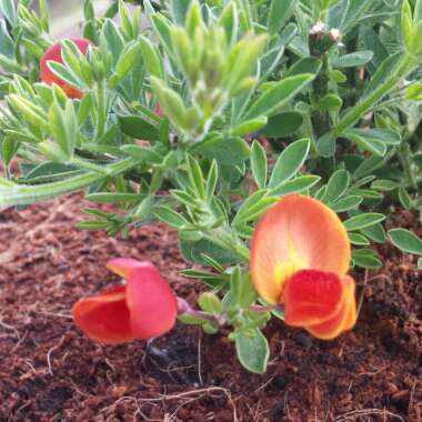 Cytisus 'Lena'