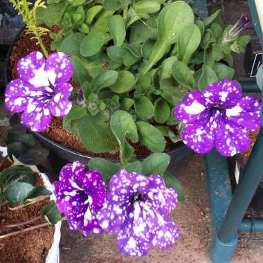 Petunia 'Kleph15313' syn. Petunia 'Night Sky', Petunia 'Headliner Night Sky'