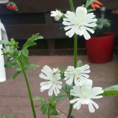 Schizanthus x wisetonensis