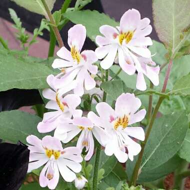 Schizanthus x wisetonensis