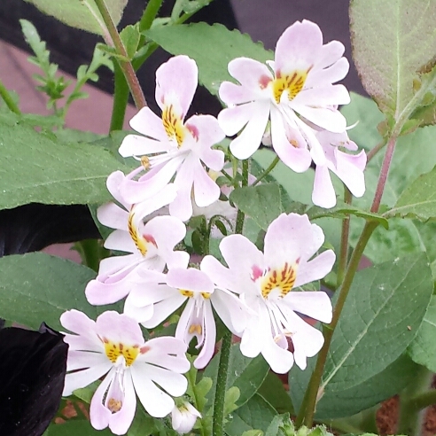 Plant image Schizanthus x wisetonensis