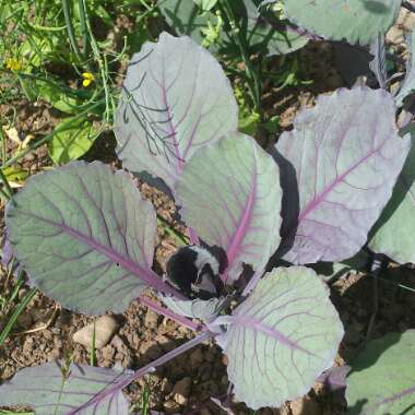 Brassica oleracea var. rubra (Capitata Group)