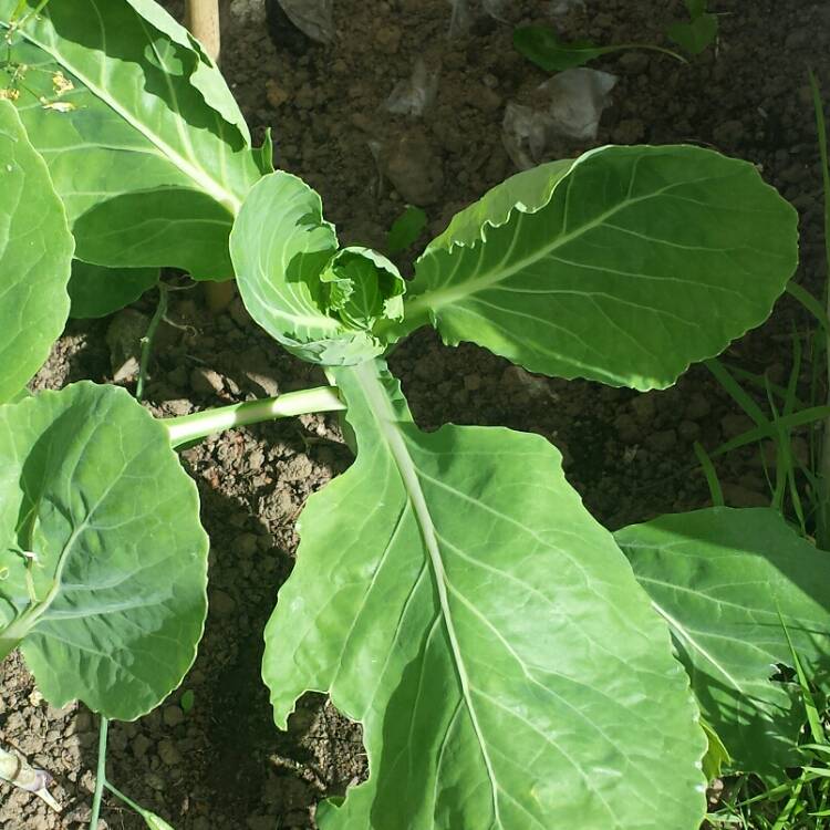 Plant image Brassica oleracea (Capitata Group) 'Golden Acre'