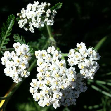 Achillea