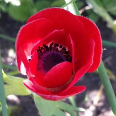 Anemone coronaria