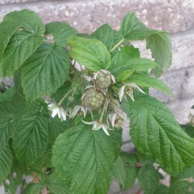 Rubus idaeus