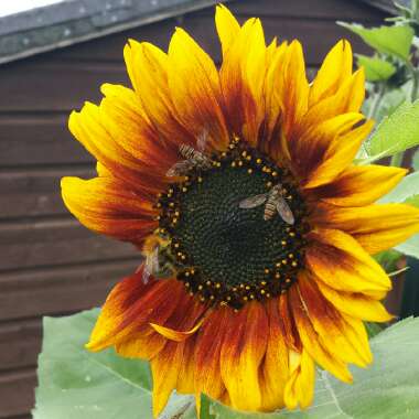 Helianthus annuus 'Solar Eclipse'