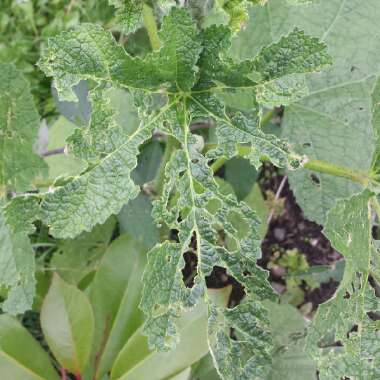 Alcea rosea  syn. Althaea rosea