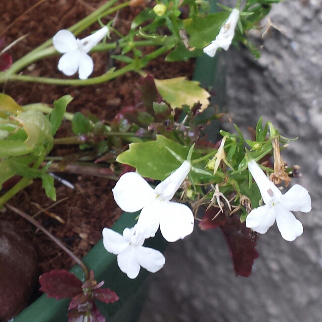 Plant image Lobelia x speciosa