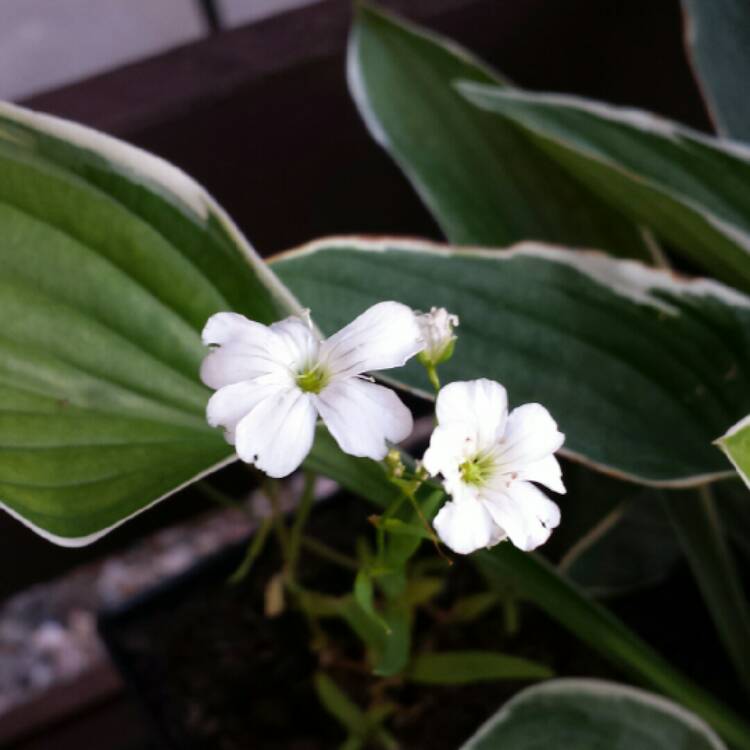 Plant image Gypsophila