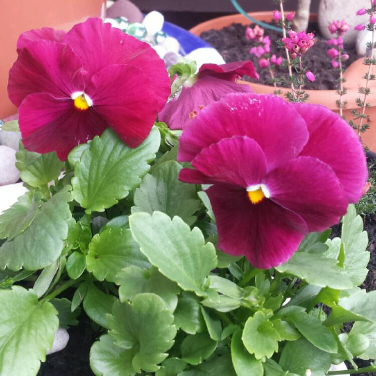 Plant image Viola x wittrockiana 'Raspberry Sundae'