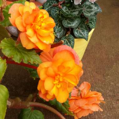 Begonia