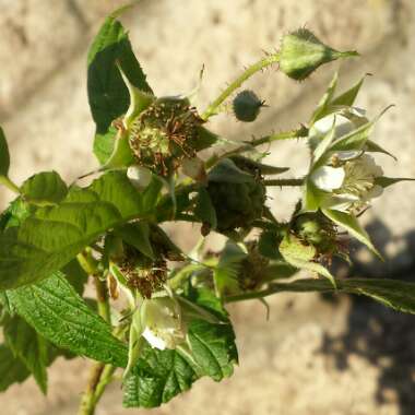 Rubus idaeus