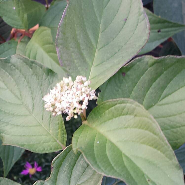 Plant image Cornus alba 'Sibirica'