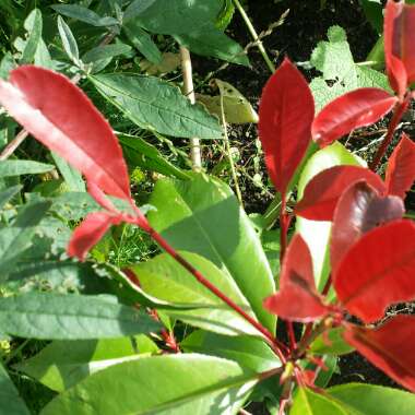 Photinia x fraseri 'Red Robin'