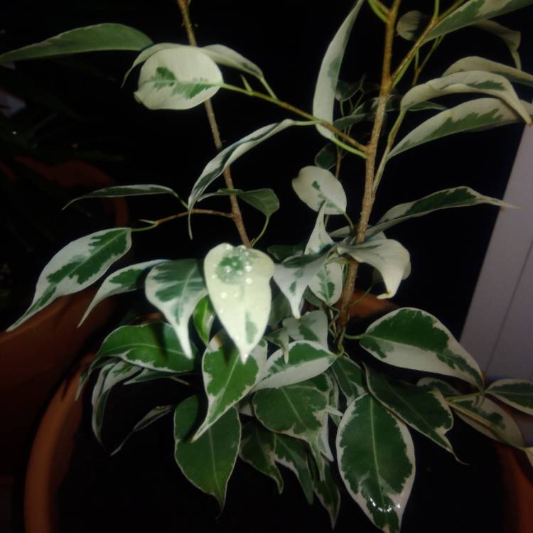 Plant image Ficus benjamina 'Starlight'