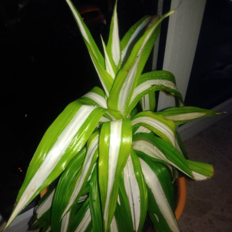 Plant image Dracaena deremensis 'Warneckii'