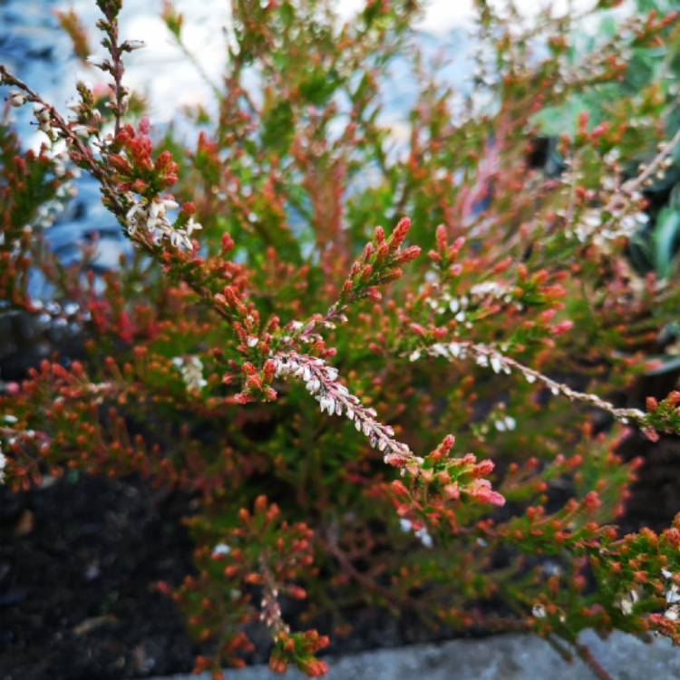 Plant image Calluna vulgaris 'Flamingo'