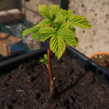 Rubus idaeus var. strigosus