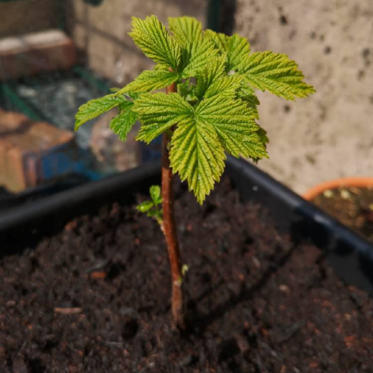 Plant image Rubus idaeus var. strigosus