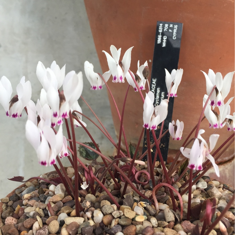 Plant image Cyclamen cyprium