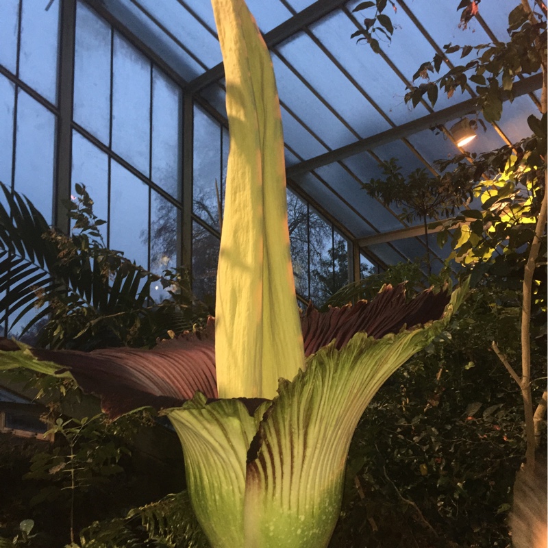 Corpse Flower