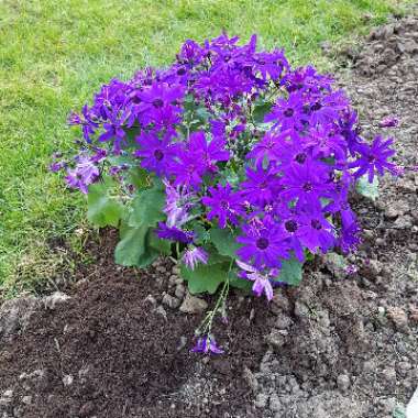 Florist's Cineraria 'Senetti Blue Bicolor'