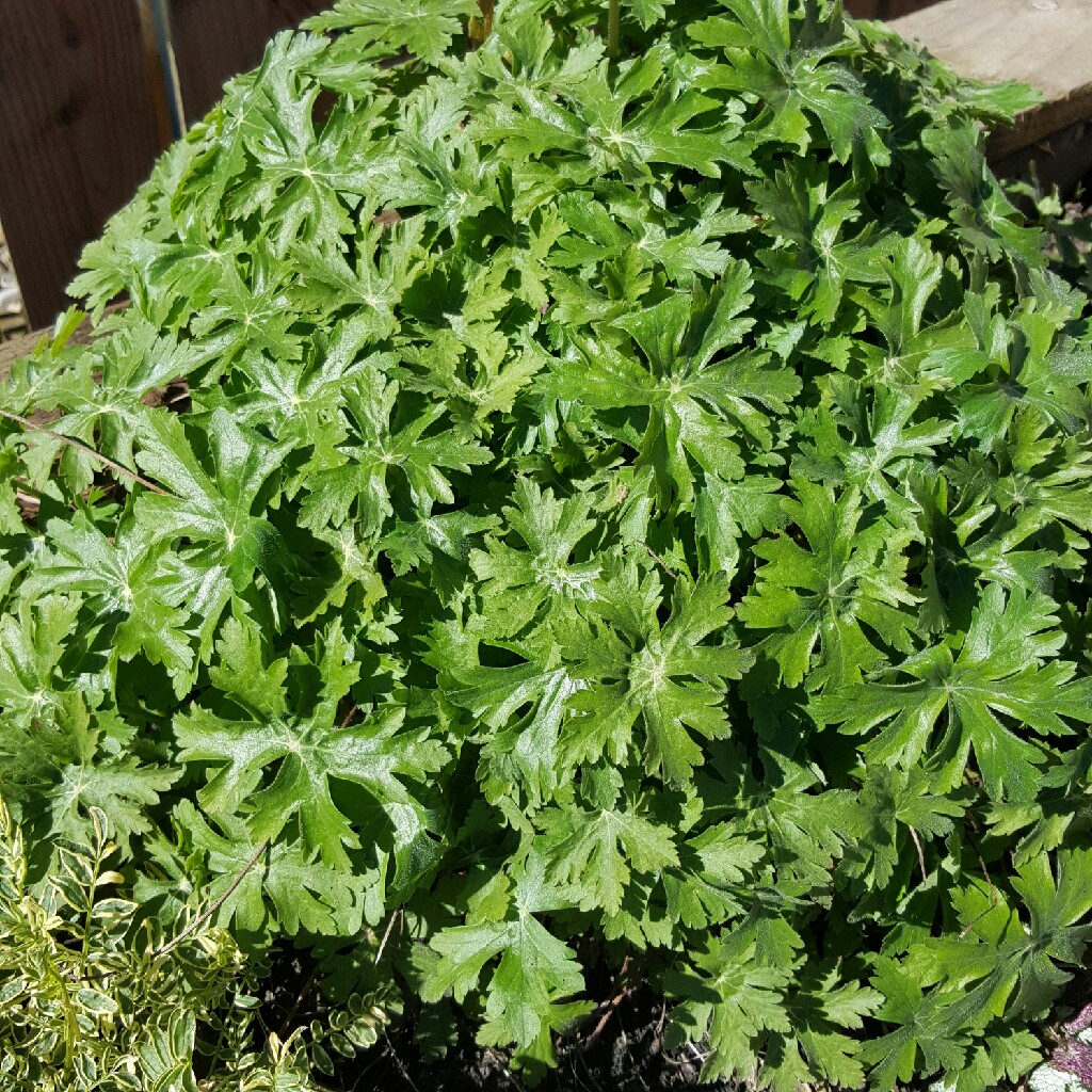 Plant image Geranium macrorrhizum 'Ingwersen's Variety'