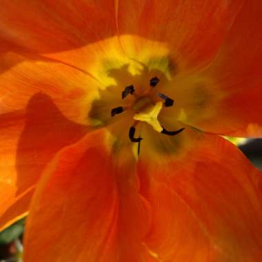 Tulipa 'Orange Emperor'