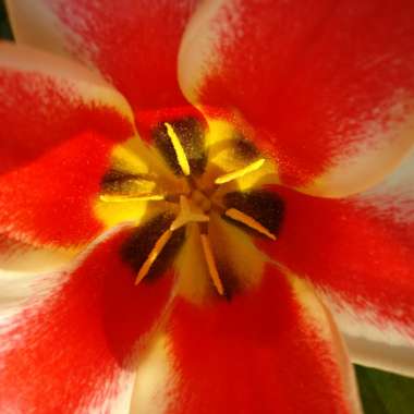 Tulipa 'Pinocchio'