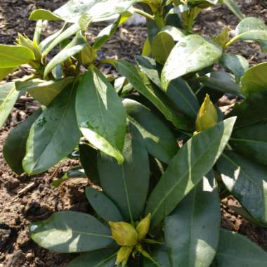 Rhododendron 'Nova Zembla'