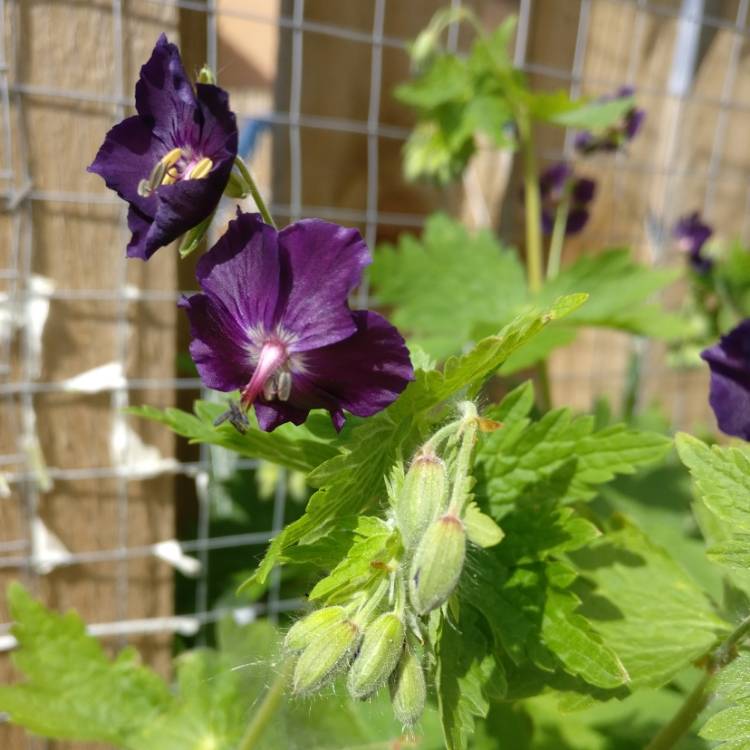 Plant image Geranium phaeum 'Raven'