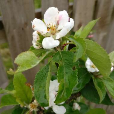 Malus domestica 'Katja' syn. Malus domestica 'Katy'