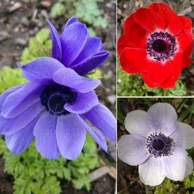 Anemone coronaria De Caen (Mix)