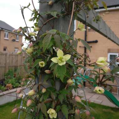 Clematis montana