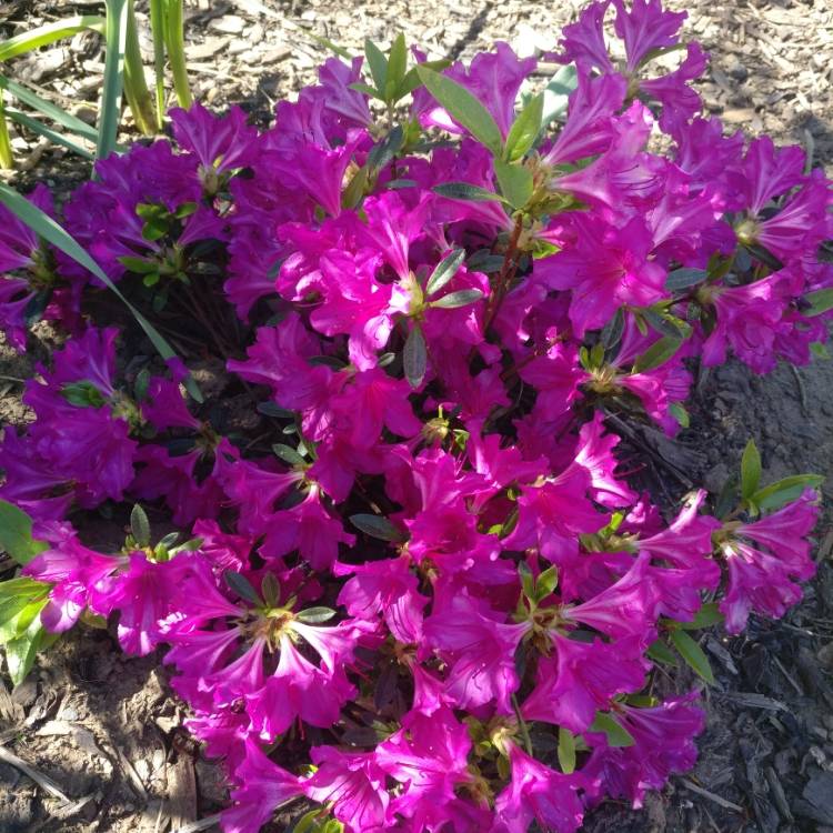 Plant image Rhododendron 'Blue Danube'