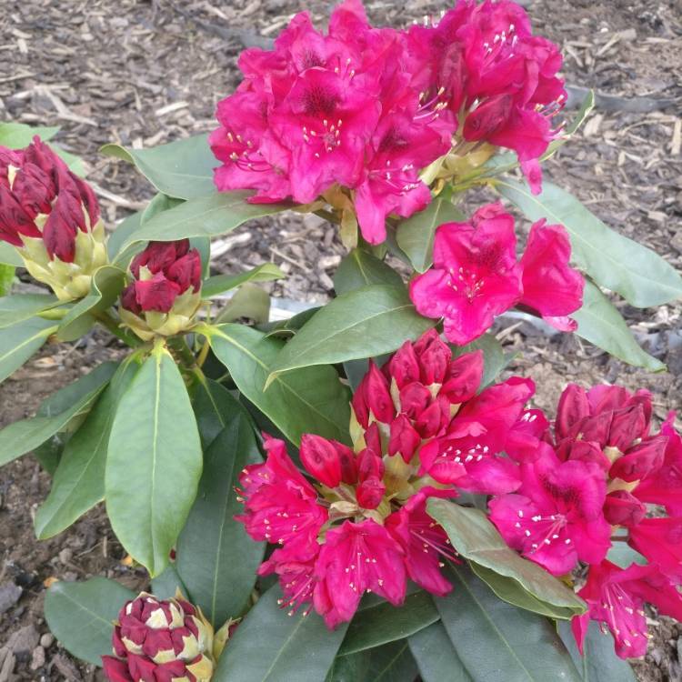 Plant image Rhododendron 'Nova Zembla'