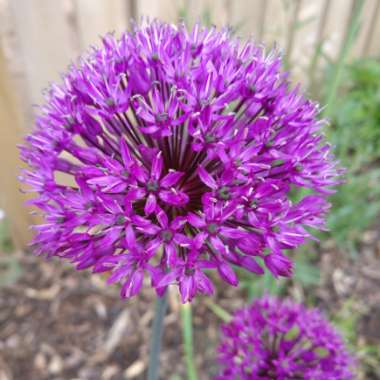 Allium hollandicum 'Purple Sensation' syn. Allium 'Purple Sensation', Allium aflatunense 'Purple Sensation'