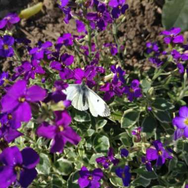 Aubrieta deltoidea 'Dr. Mules Variegated'