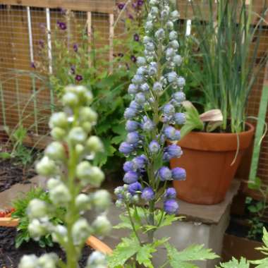 Delphinium 'Blue Bird' (Pacific Hybrid)