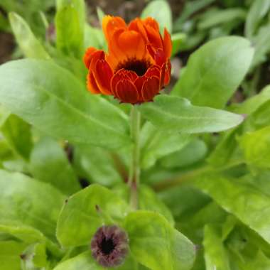 Calendula officinalis 'Indian Prince'